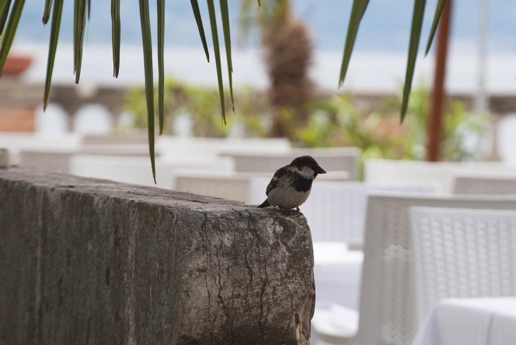 Villa Pioppi Hotel Sirmione Zewnętrze zdjęcie